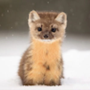 Meet your Posher, Lissette